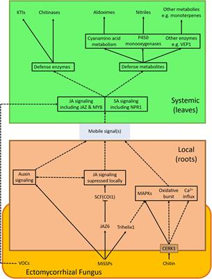 Local Responses and Systemic Induced Resistance Mediated by <mark class="highlighted">Ectomycorrhizal Fungi</mark>